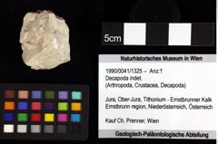 Foto (Objket + Etiketten) von Cracensigillatus acutirostris (Moericke, 1889) 